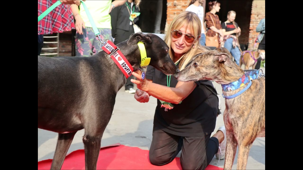 Arrivo greyhound del 14 ottobre 2023