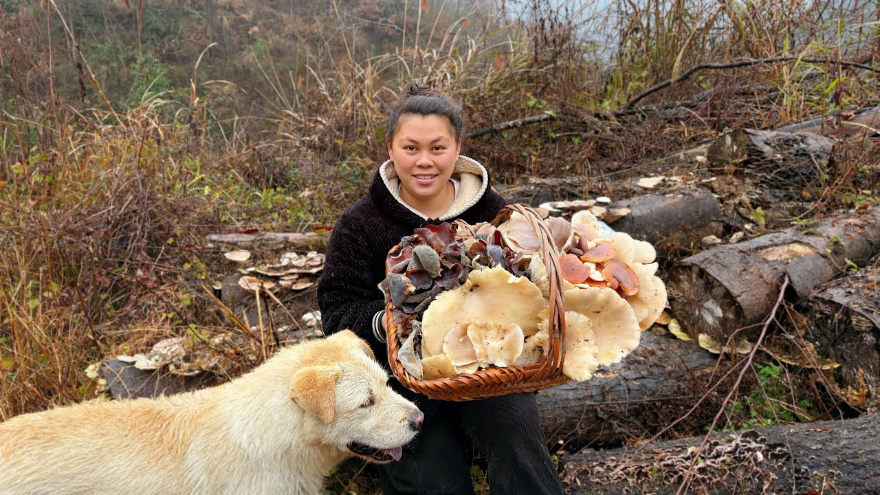 今天欧妹在枯木桩上摘了一大堆蘑菇 Today, I picked a lot of mushrooms on the deadwood stump
