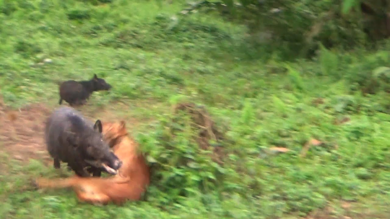 ЛУЧШАЯ КОЛЛЕКЦИЯ ВИДЕО ОБ ОХОТЕ НА КАБАНА ВСЕХ ВРЕМЁН ✔️