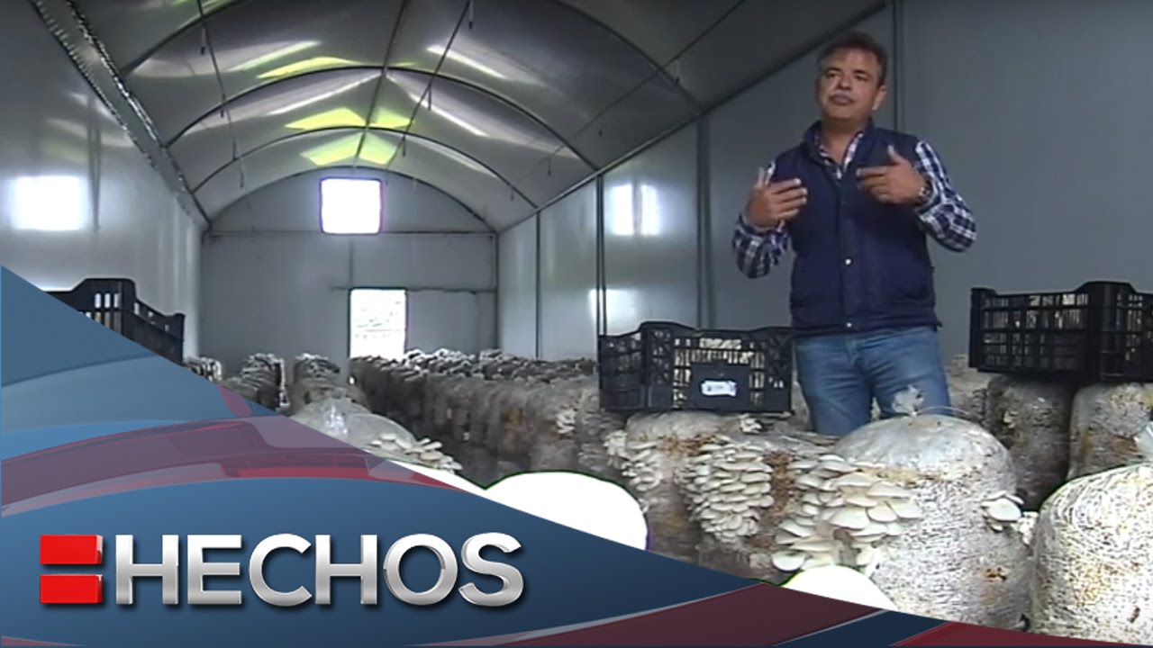 Cultivan hongos para exportación en Ixtlahuaca