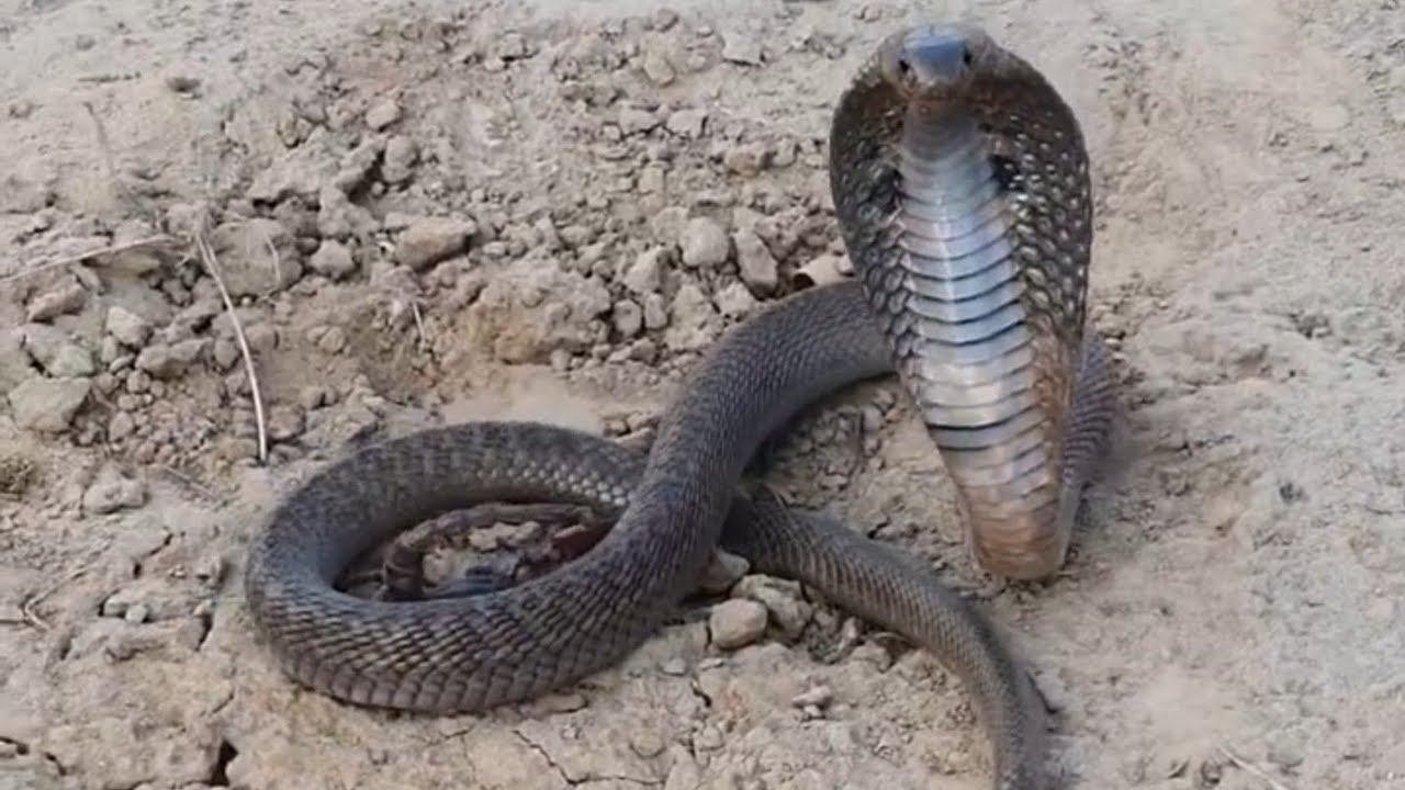 Королевская кобра сбрасывает кожу.