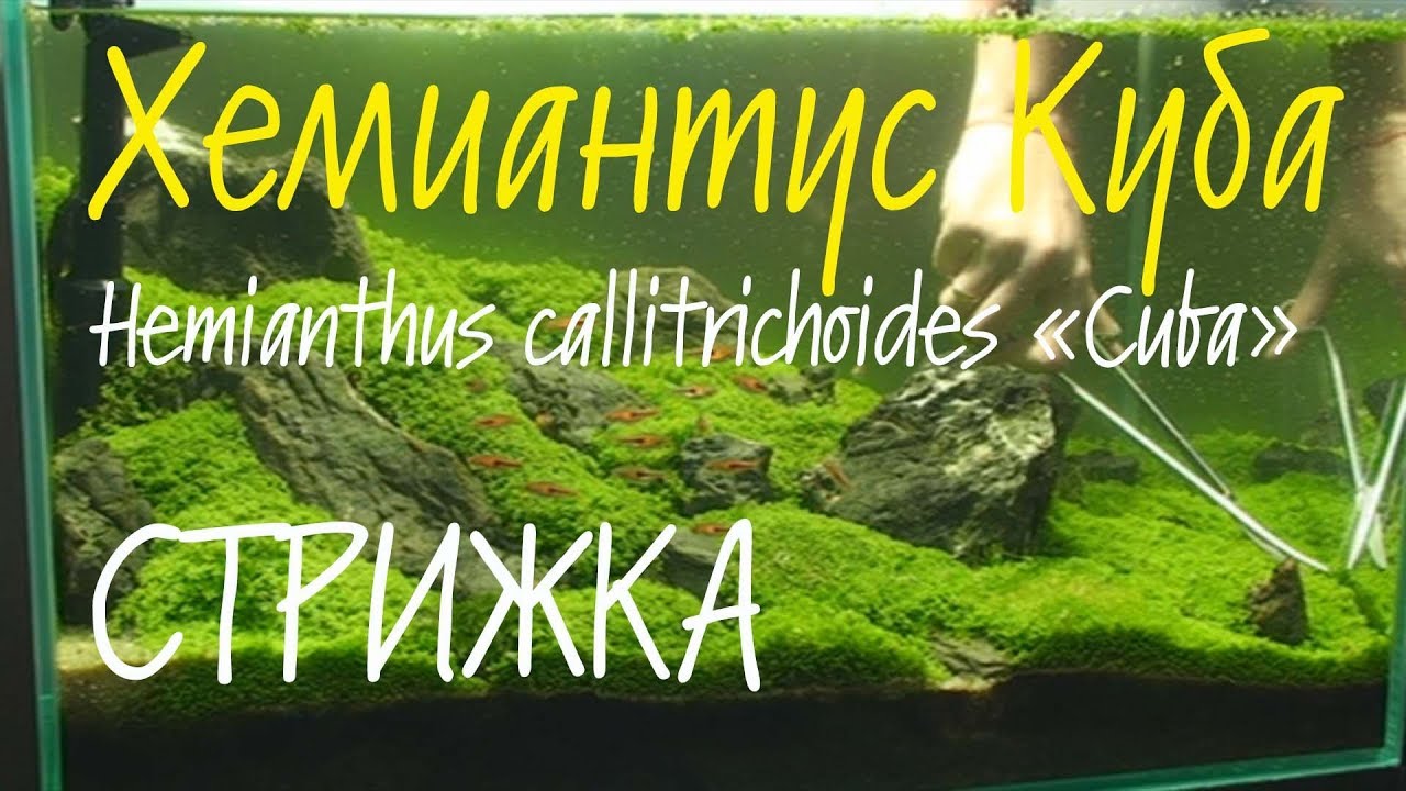 Хемиантус Куба. Hemianthus callitrichoides &laquo;Cuba&raquo;.