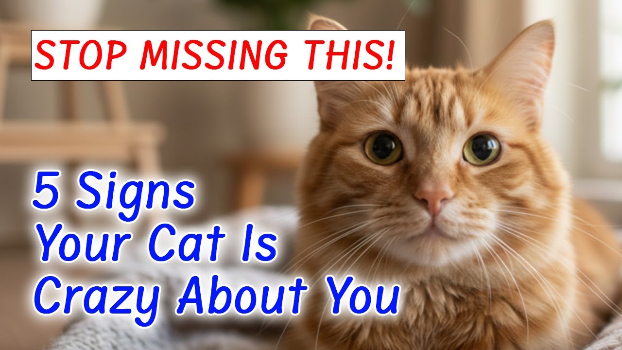 If Your Cat Does THIS, It Means You're Their Favorite Person!