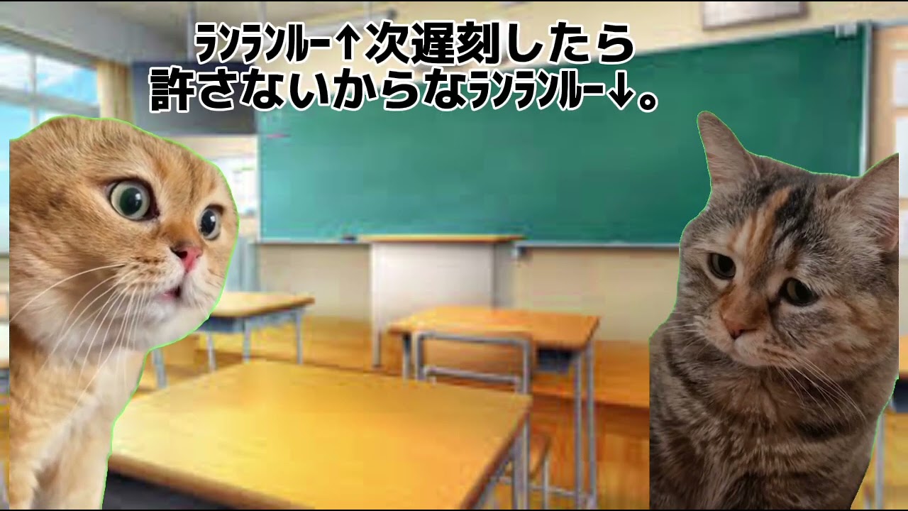 学生ネコの憂鬱