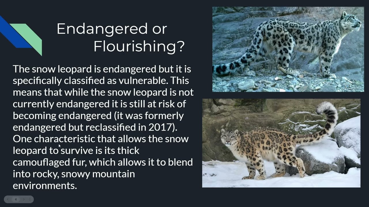 Snow leopard species diversity project