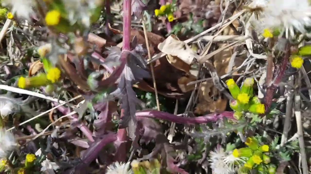 개쑥갓꽃(들쑥갓꽃).#외래잡초 #쑥갓을 닮은 잎 #추위에 강한 생명력 #거친 톱니모양의 잎 #팔공산자락 #산책길에 #flowers (더보기 참조)