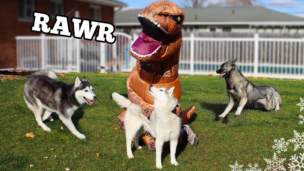 I Pranked My Dog With a T-Rex Costume and She LOST IT!  Funny Dogs React!