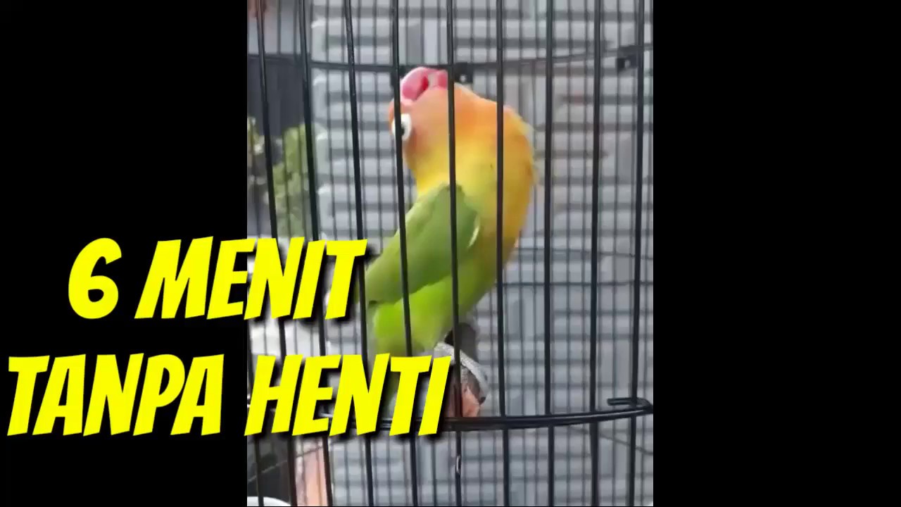 ngekek 6 menit tanpa jeda Lovebird untuk merangsang lovebird lain Ngekek panjang