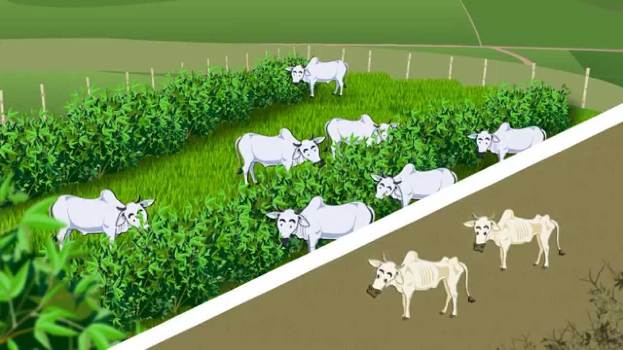 Aprenda como fazer a recuperação de pastagens degradadas - Pastobras.com.br