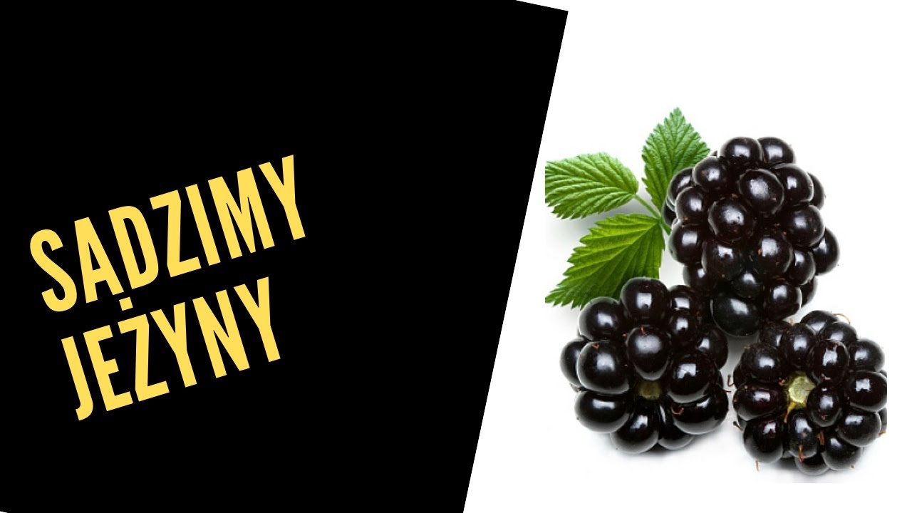 Jeżyna - sadzimy jeżyny.