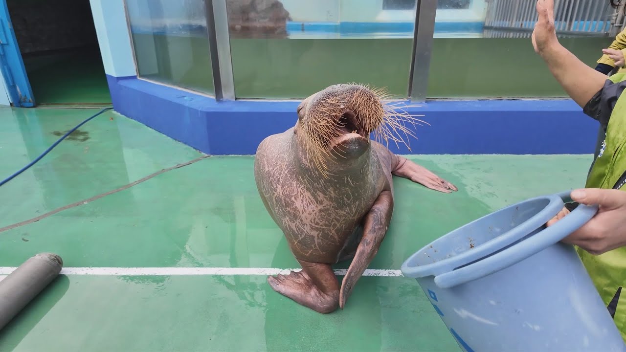 セイウチお食事タイム　伊勢シーパラダイス　25.11.18