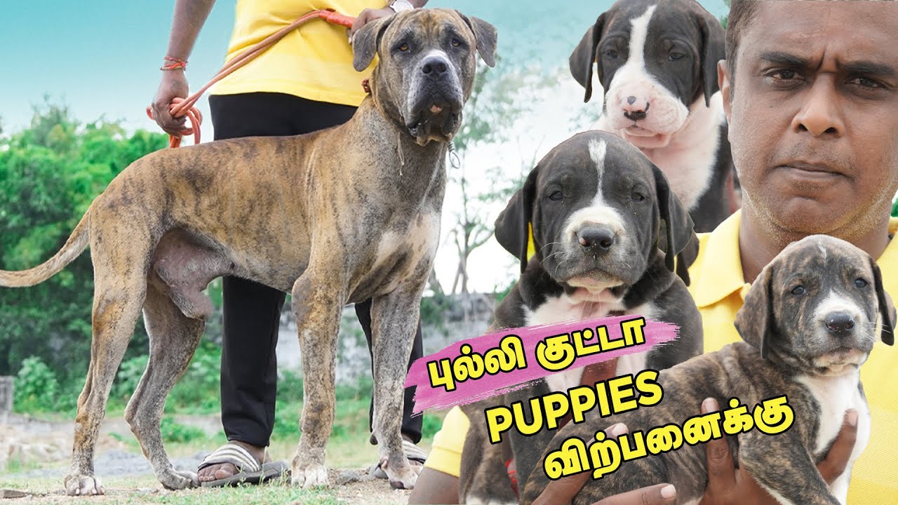 தரமான புல்லி குட்டா puppies விற்பனைக்கு bully kutta for sale  Bully kutta puppies price | Alangu