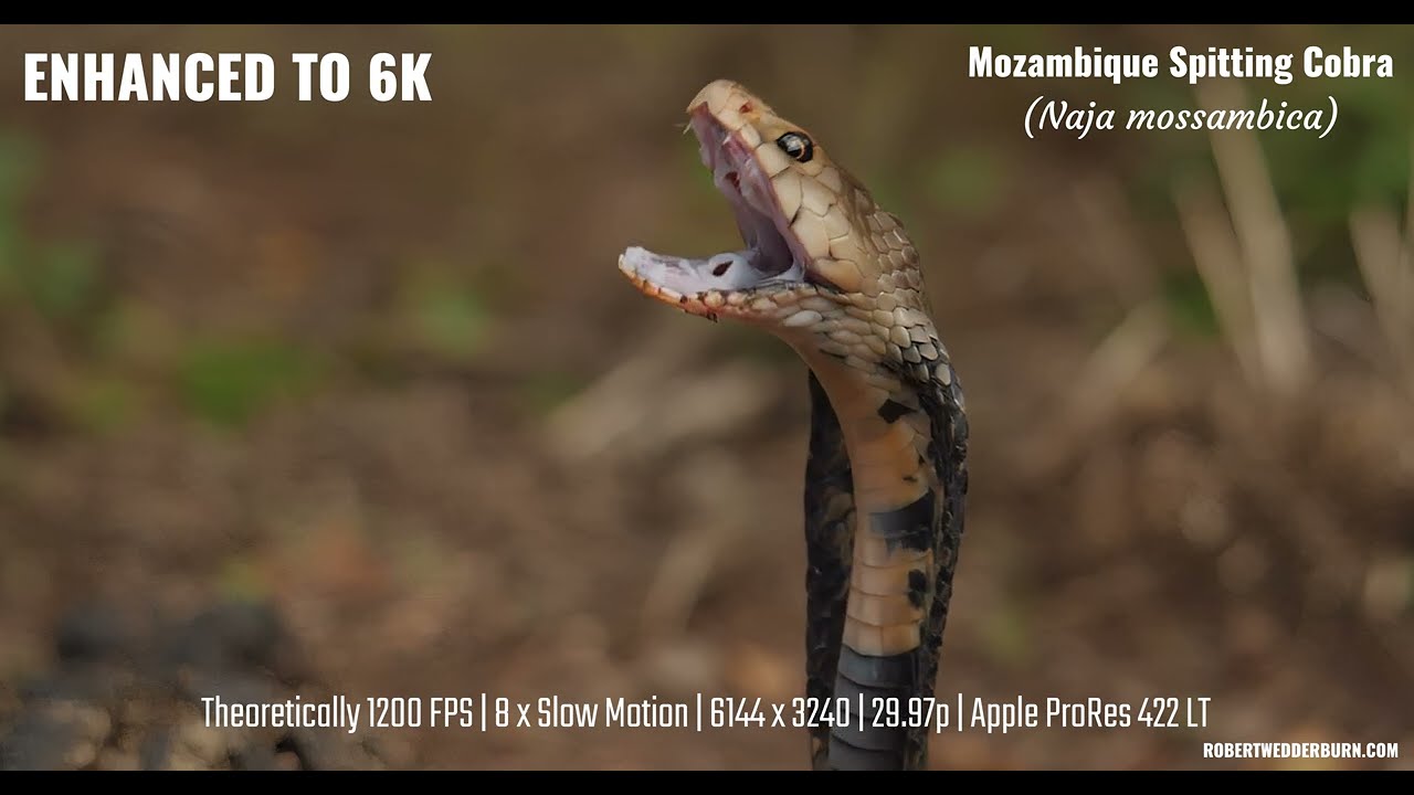 Watch This Cobra Spit Venom in Super Slow Motion!