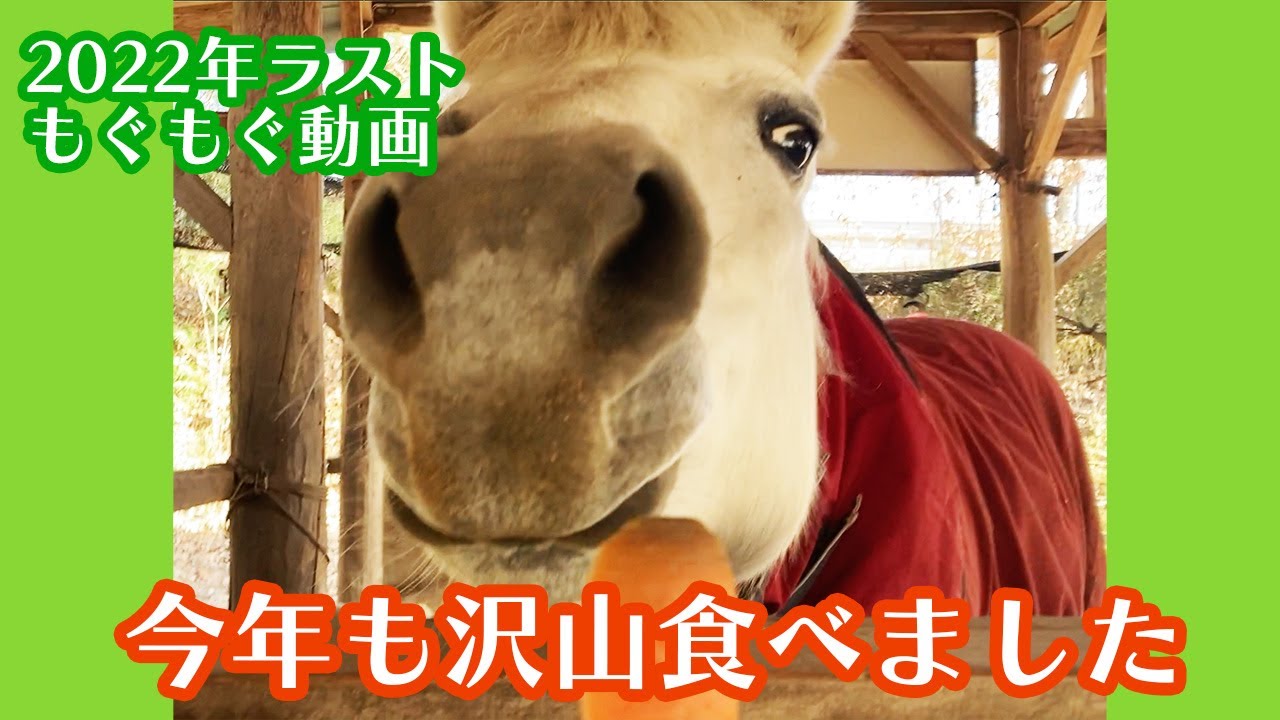 【2022年もぐもぐ納】にんじんと馬用おやつ