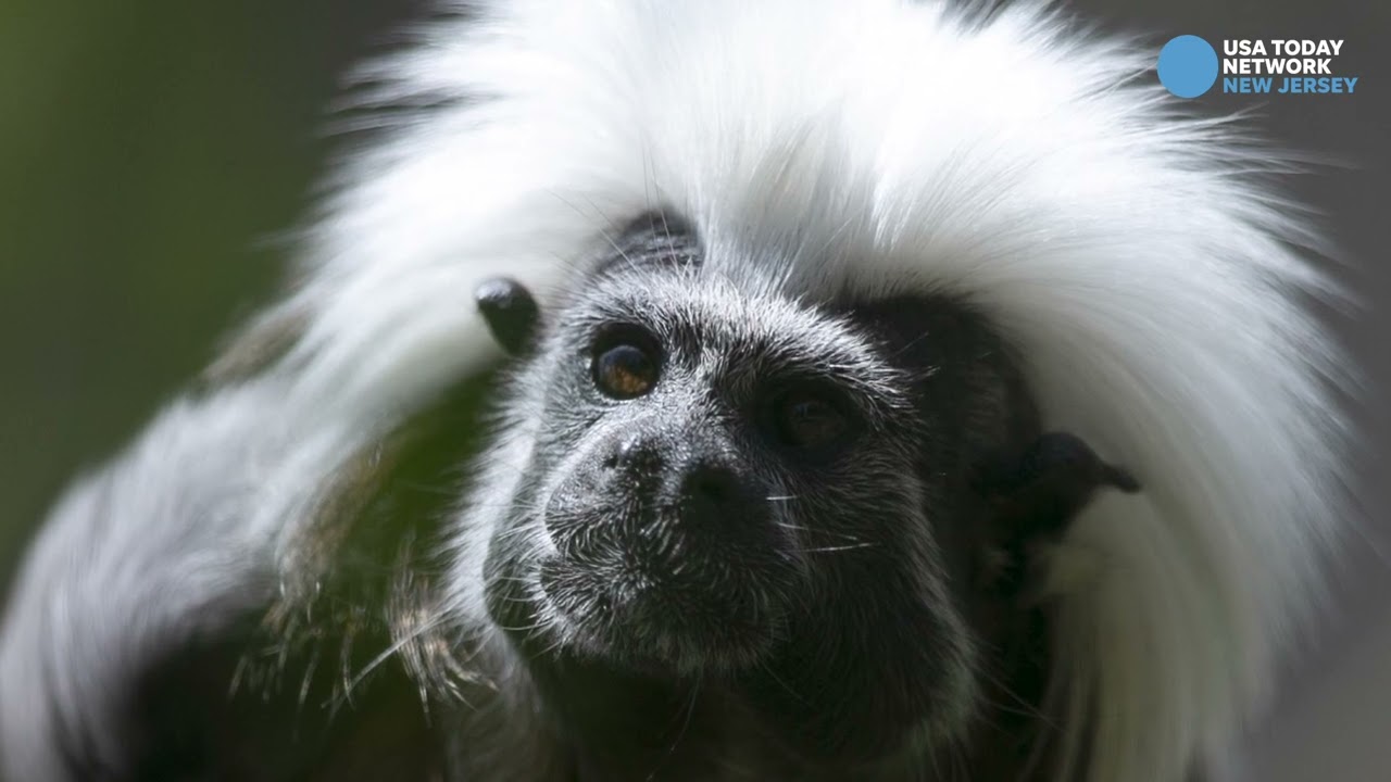 See over 500 animals at the Cape May County Park & Zoo