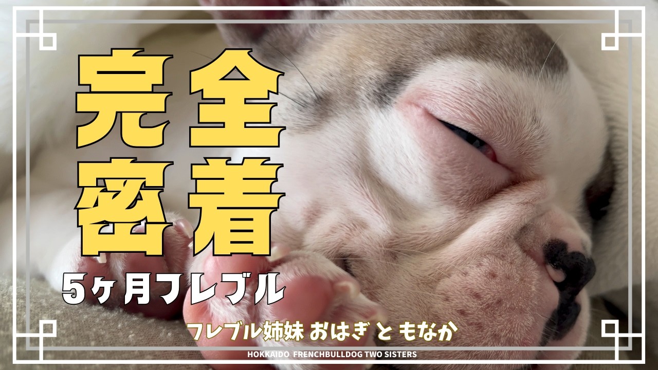 【北海道フレブル】密着！5ヶ月のもなか｜Up Close! 5 Months of Monaka【Hokkaido French Bulldog】#おはぎ ＃もなか #フレンチブルドッグ