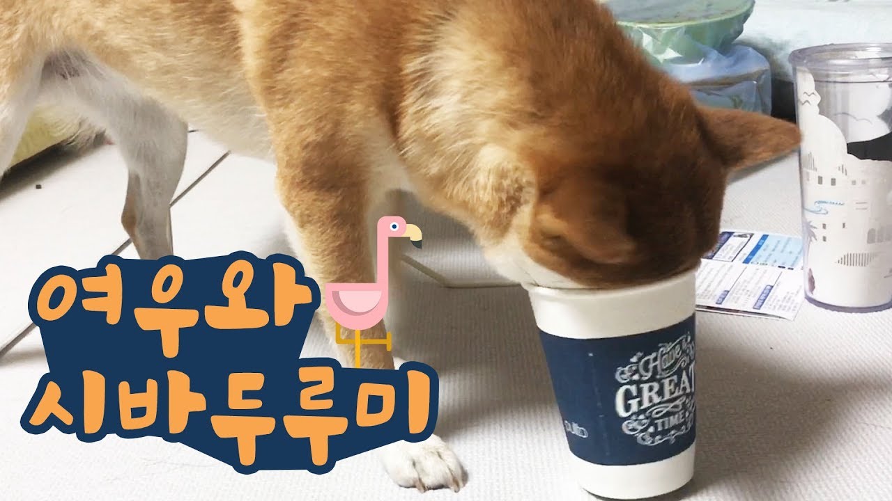 주인의 물을 훔쳐먹는 귀여운 시바두루미 / 시바견 곰탱이 Shibainu