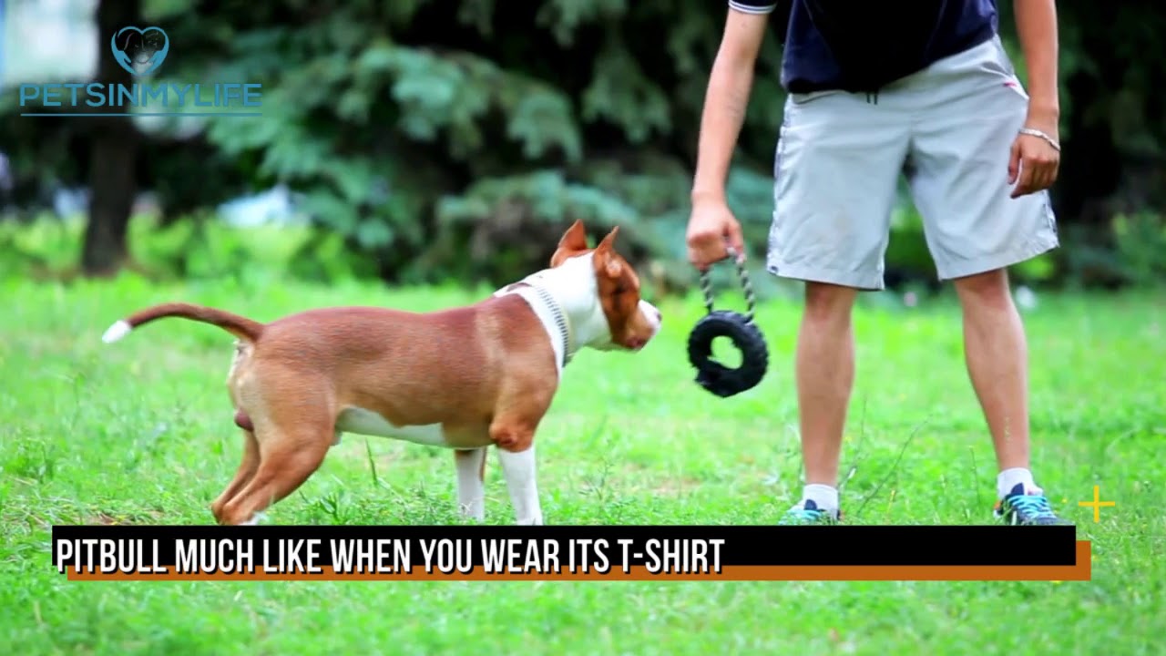 Men & Woman Crazy Pitbull T-shirt | Must have one for Pitbull Lovers