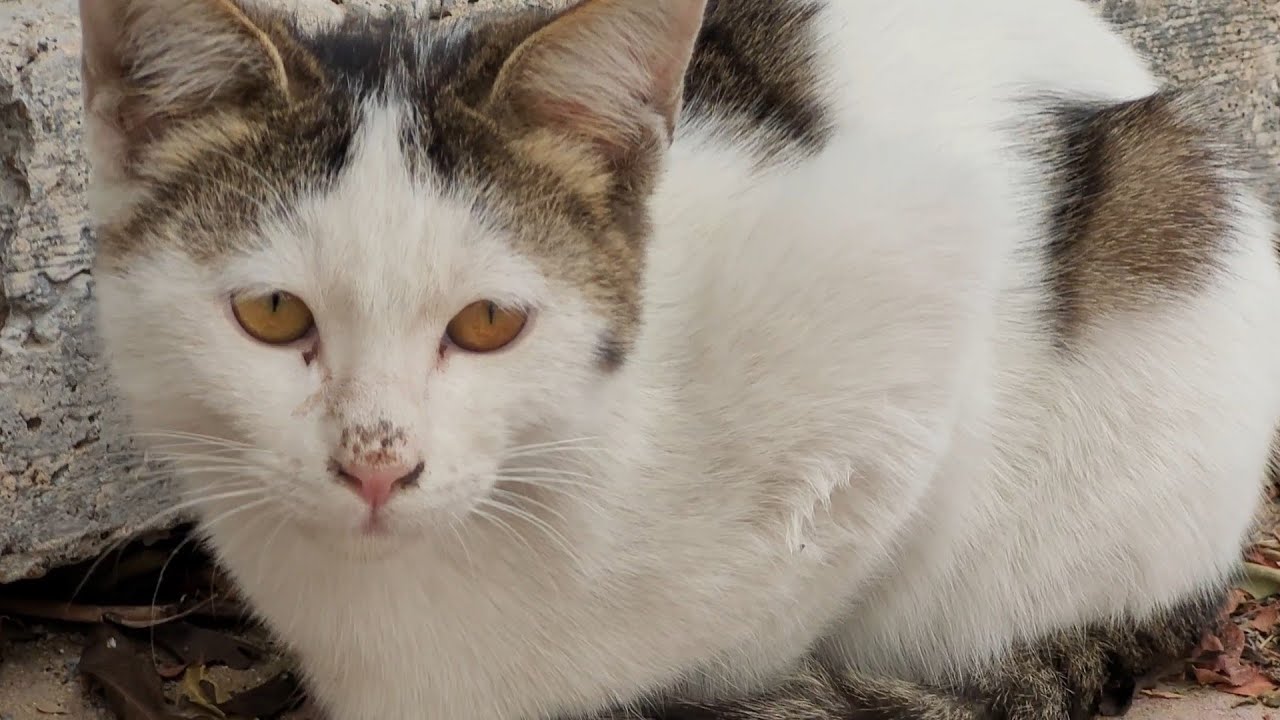 The Silent Feline: What Your Cat's Quietness Means