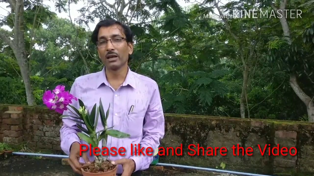 How to make Orchid Potting mix at your home free of Cost.
