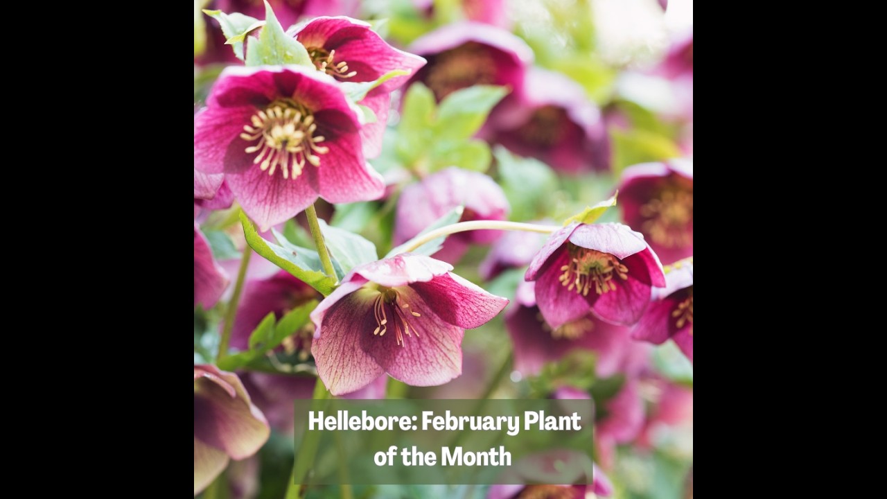 🌺 Hellebore: February Plant of the Month