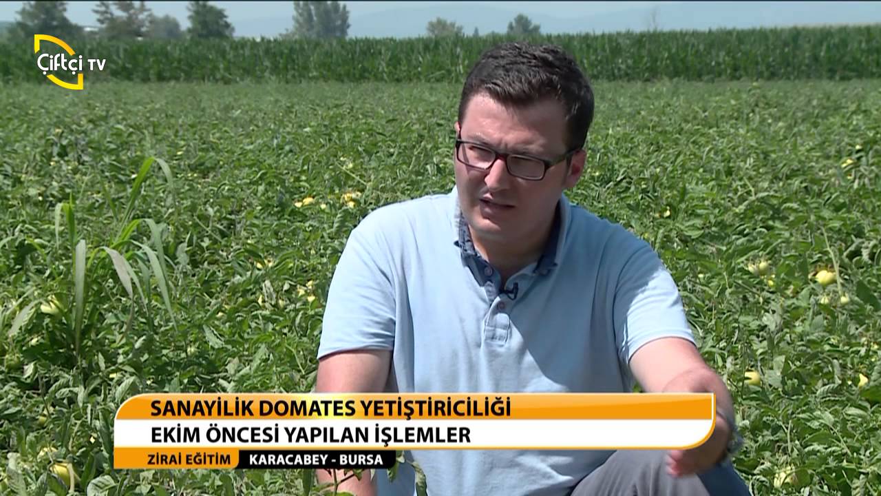 ZİRAİ EĞİTİM/SANAYİLİK DOMATESTE GÜBRELEME