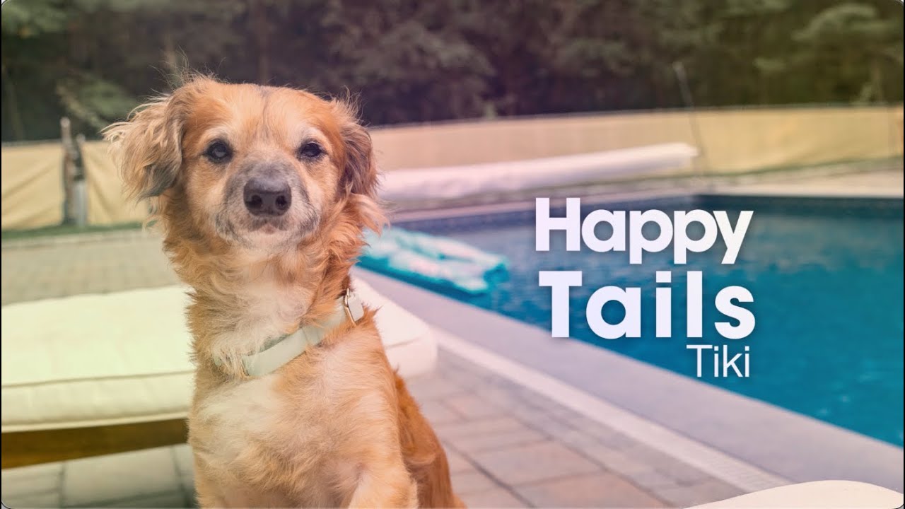 Tiki&rsquo;s Transformation: From Fearful to Famous