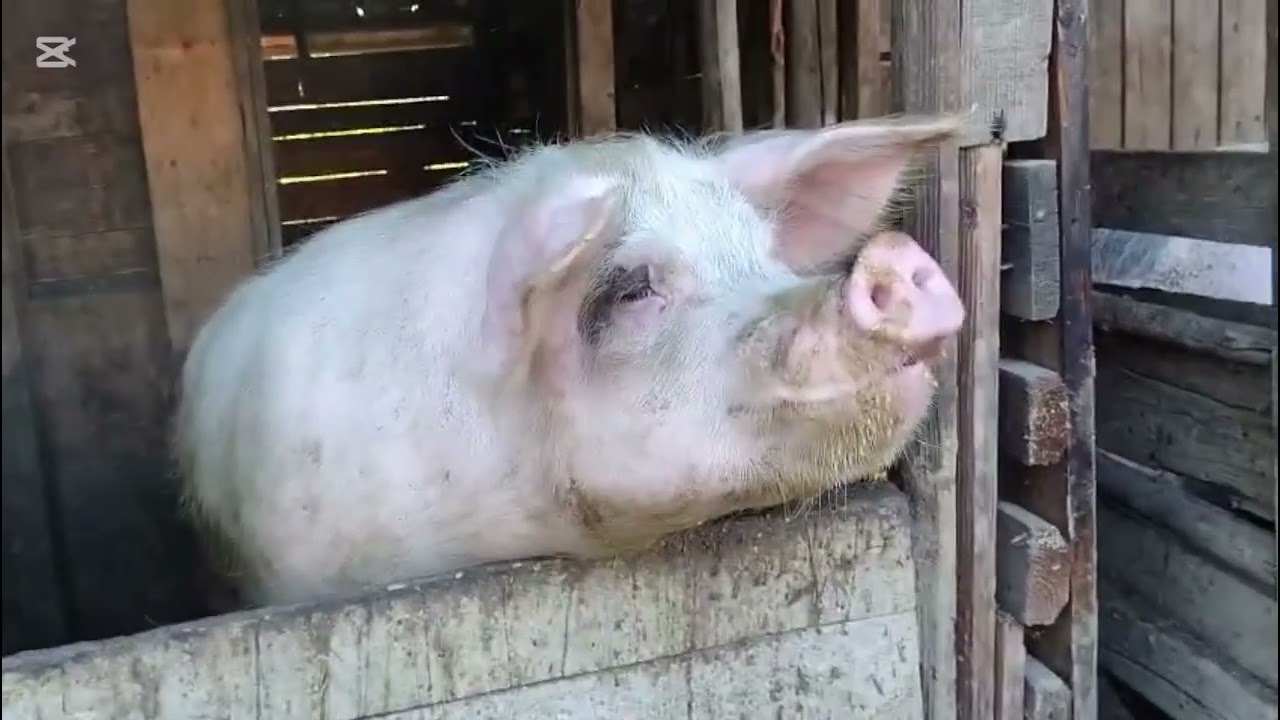 O zi din viața de la țară cu porcii-🐖(au făcut gala r.x.f. -de foame)