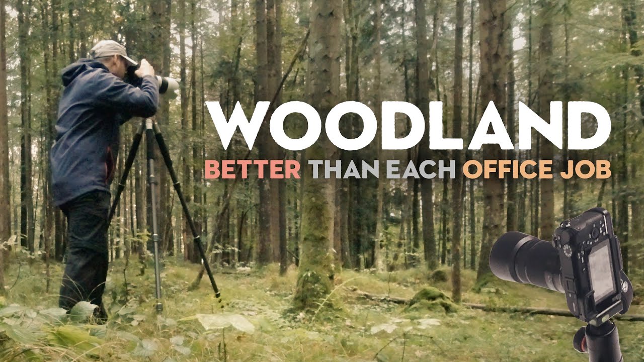 A Woodland Photography Adventure that was BETTER than boring Office Work