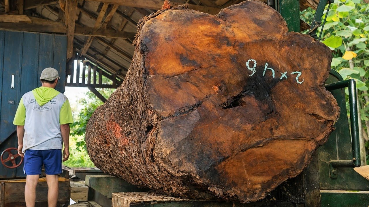 Hanya Ada Satu di Dunia! Serat Kayu Ini Bikin Semua Orang Kagum