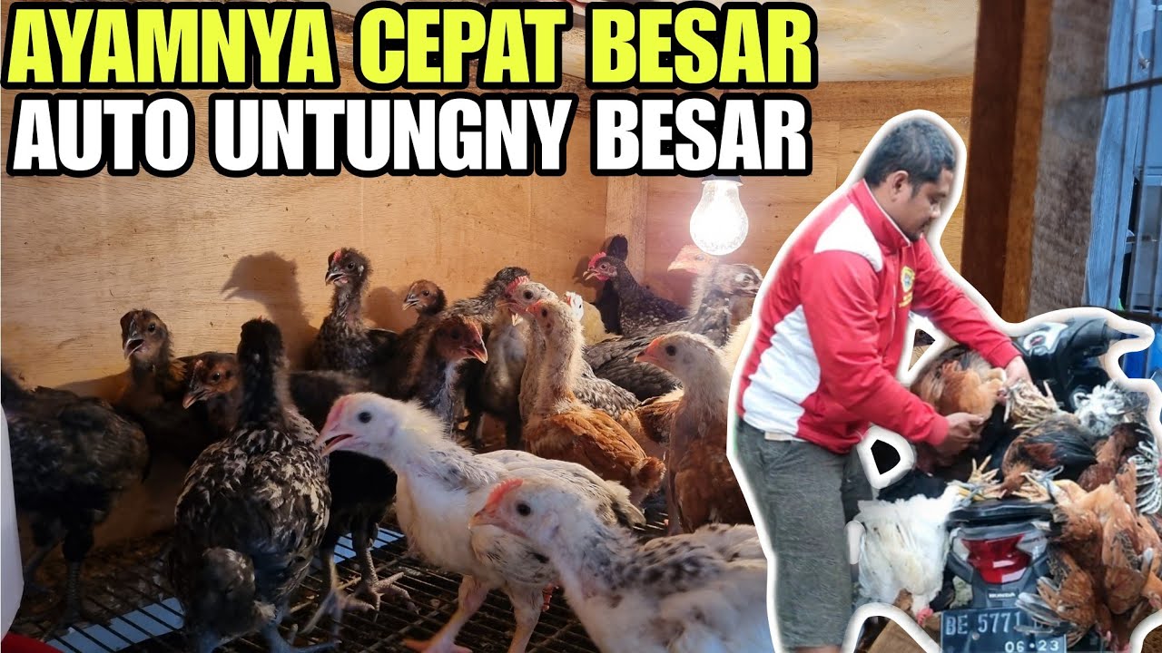 TIPS AGAR AYAM SEHAT & TUMBUH PESAT