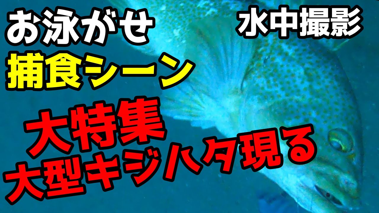 水中泳がせ特集！大型キジハタHIT！イカ・青物・捕食シーン多数 イサキの大群など見どころ満載の水中映像