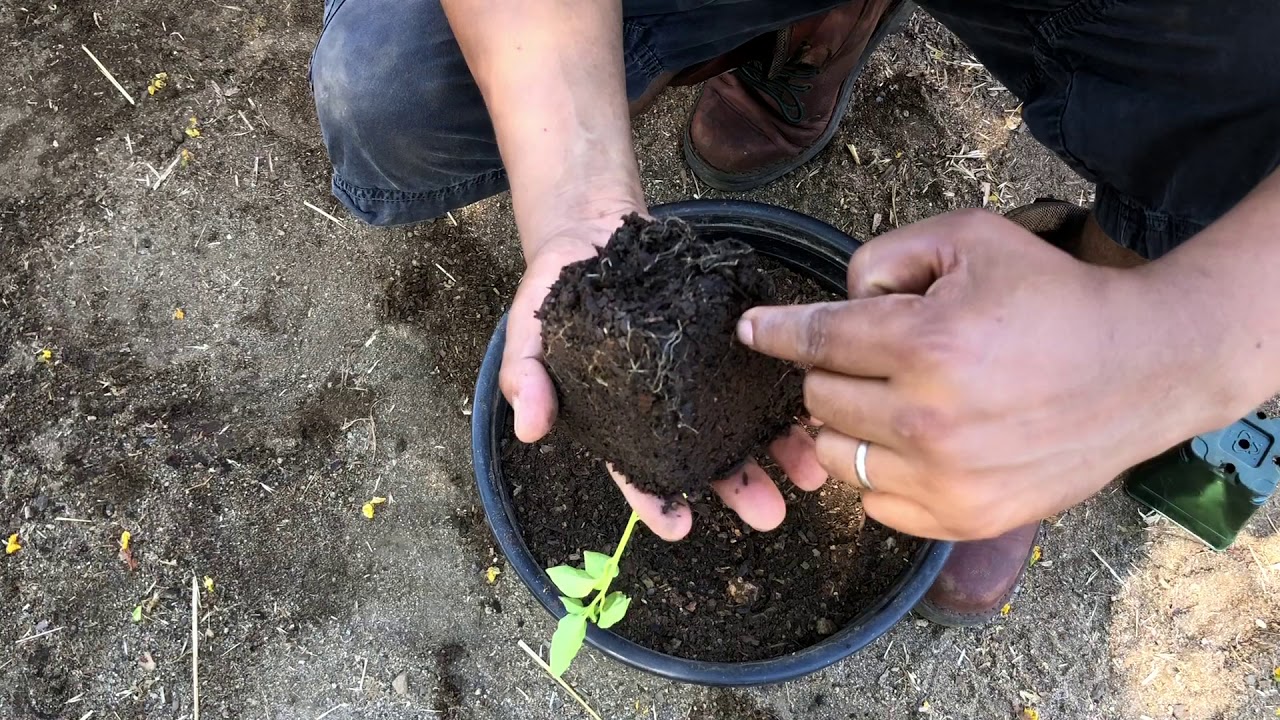Como Transplantar Plantas de Chile o Ají/El Micro Rancho