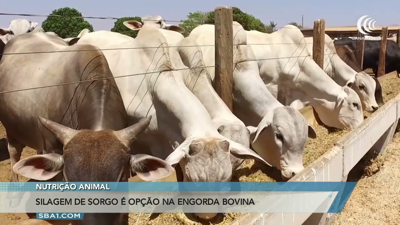 Silagem de sorgo é opção para engorda animal