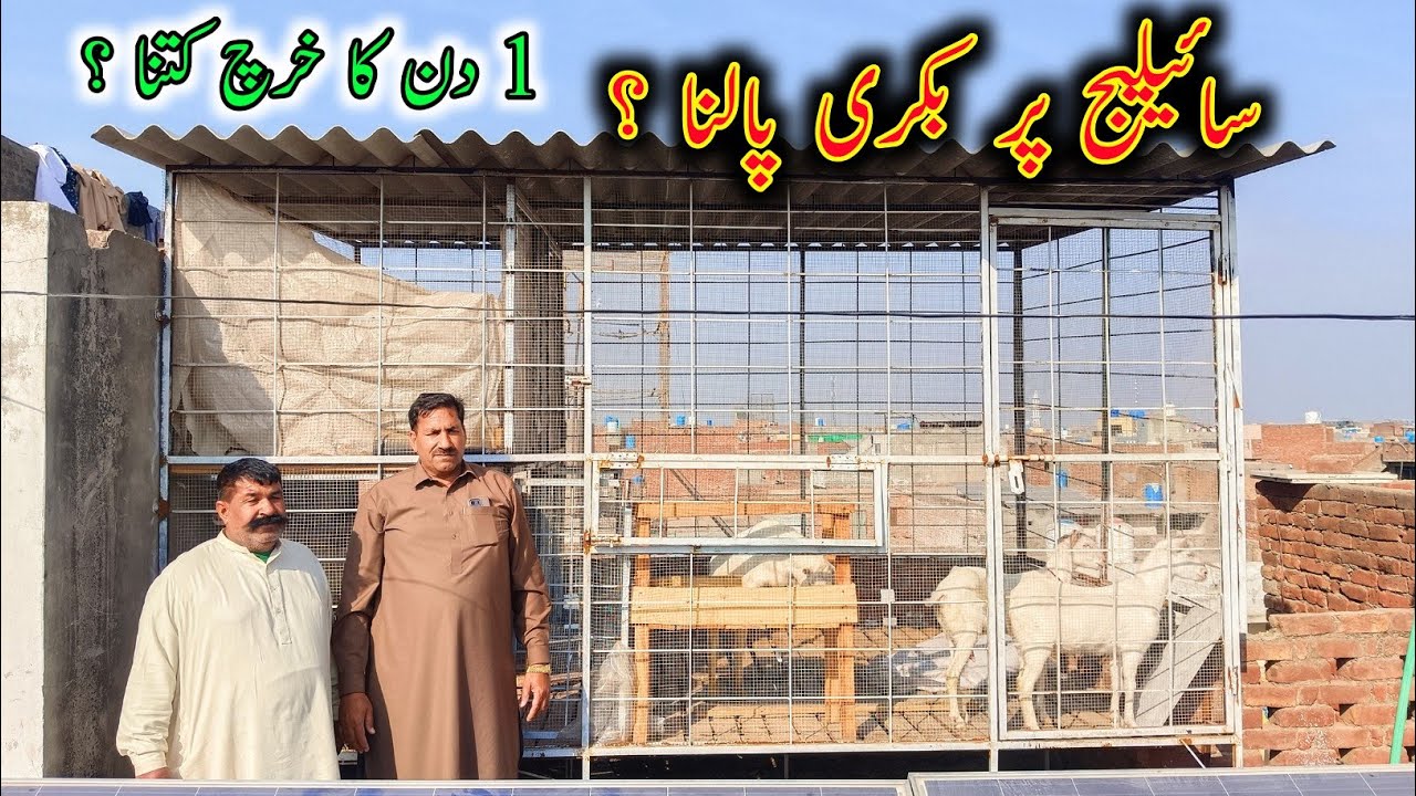 Part 2 - Integrated Goat, Chicken And Sheep Goat Farm On Rooftop In Lahore