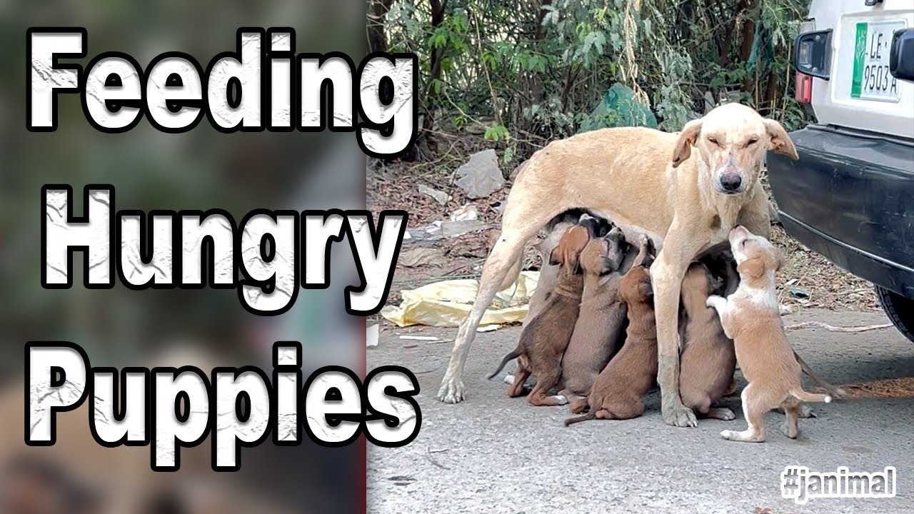 feeding eleven hungry puppies | they are waiting little mama to give milk