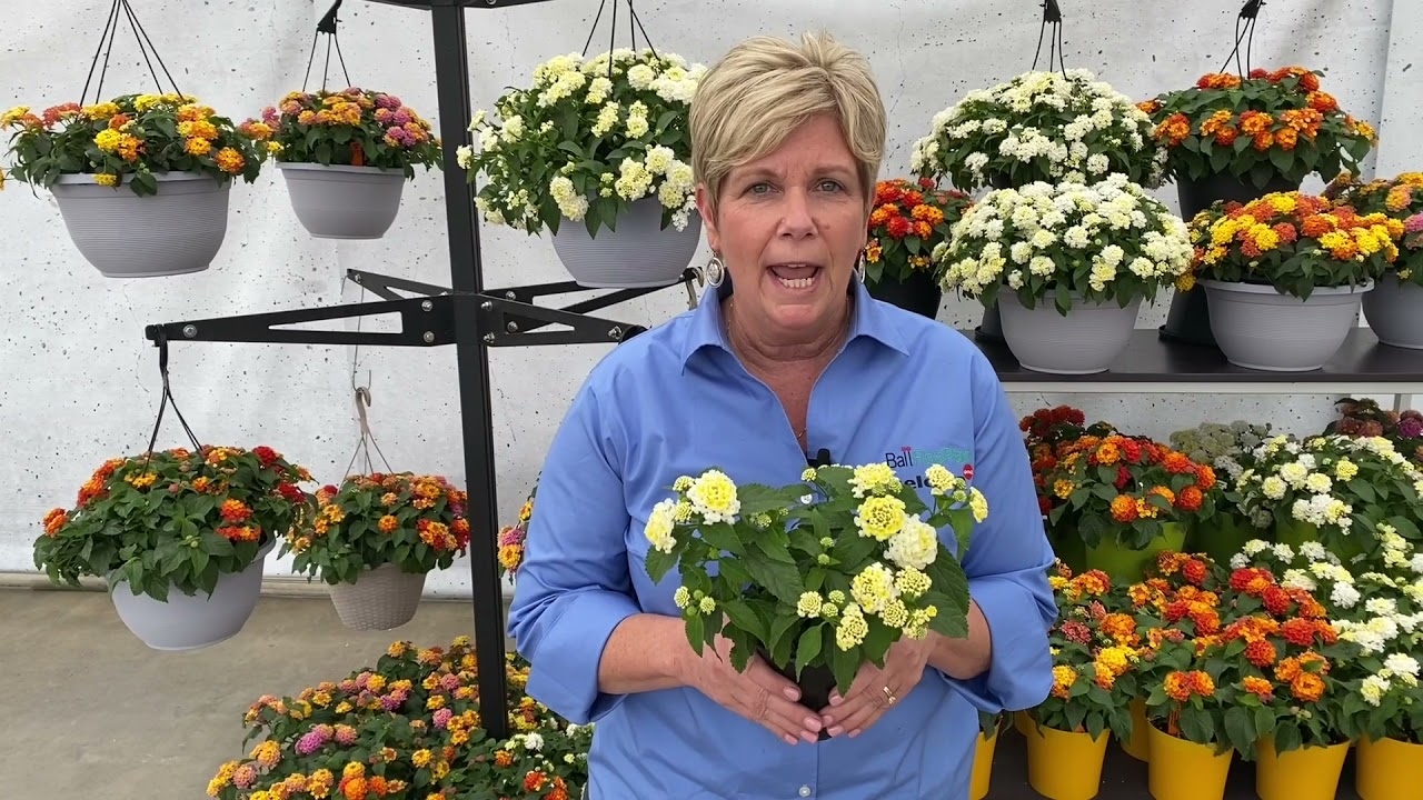 Lantana Shamrock – New series for 2022