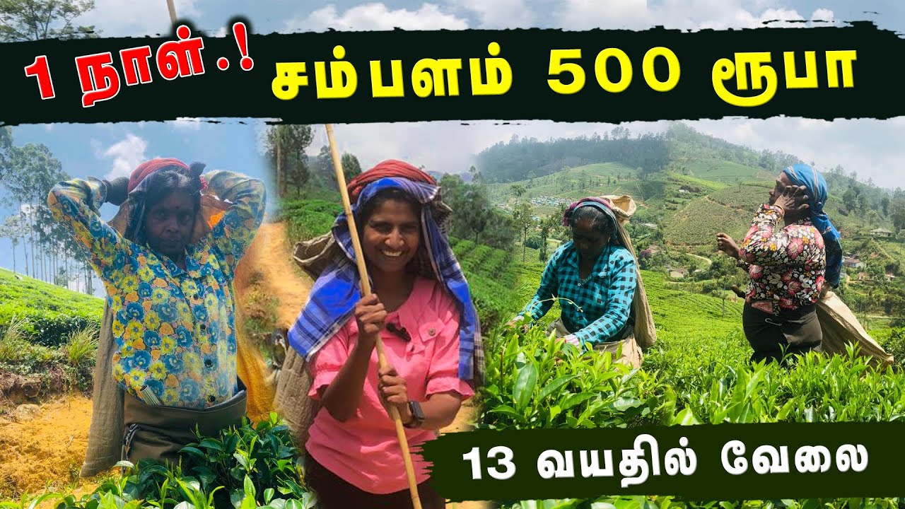 கவலைப்படும் உறவுகள் 😔 | Exploring Sri Lanka's Tea Plantations | JT VIEW