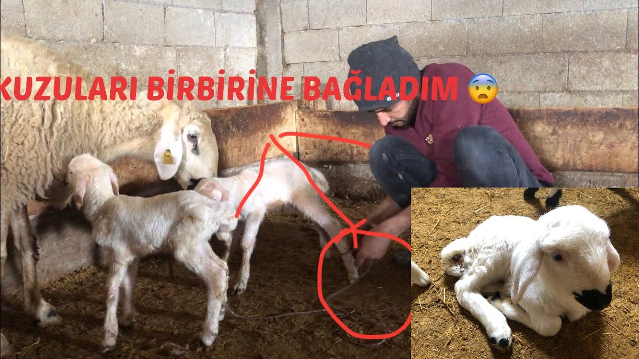 KUZU DOĞUMLARI BAŞLADI !  BUNDAN SONRA İŞLER KARIŞIÇAK ! KÖYDE BİR GÜN ! #koyunculuk#kuzudoğumu#kuzu