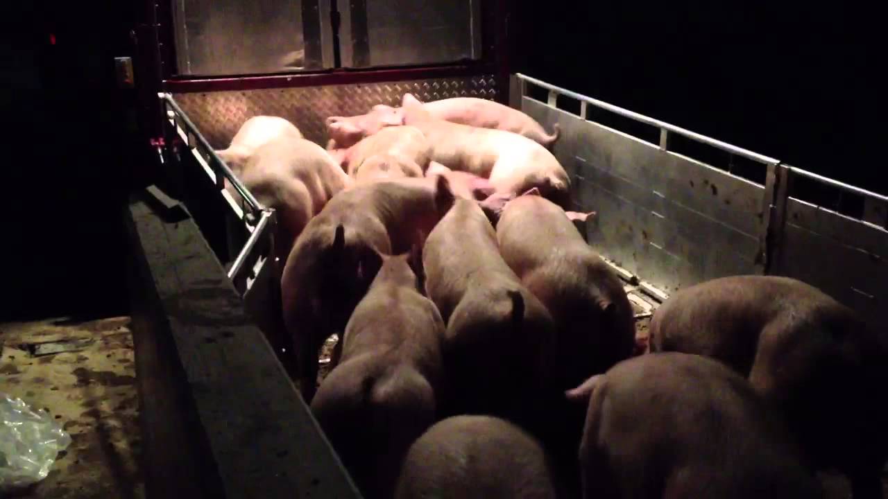 Varkens laden op AandenHerenbosweg