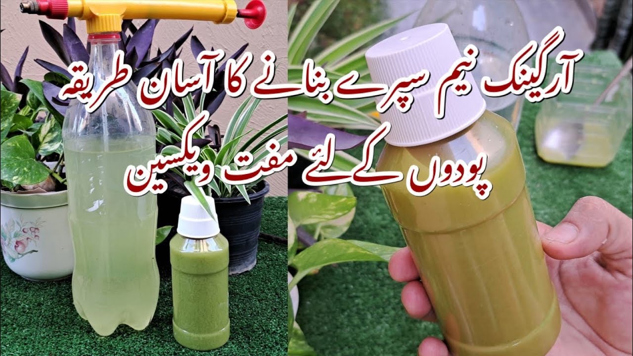 Free Pesticide at Home | Organic Neem Pesticide | Podoun k Keere Mare | Protect Plants from Insects