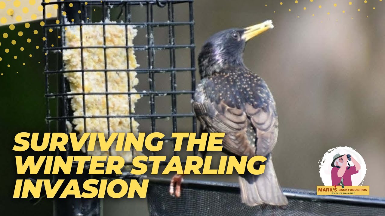 Starlings Eating You Out of House and Seed? Try This