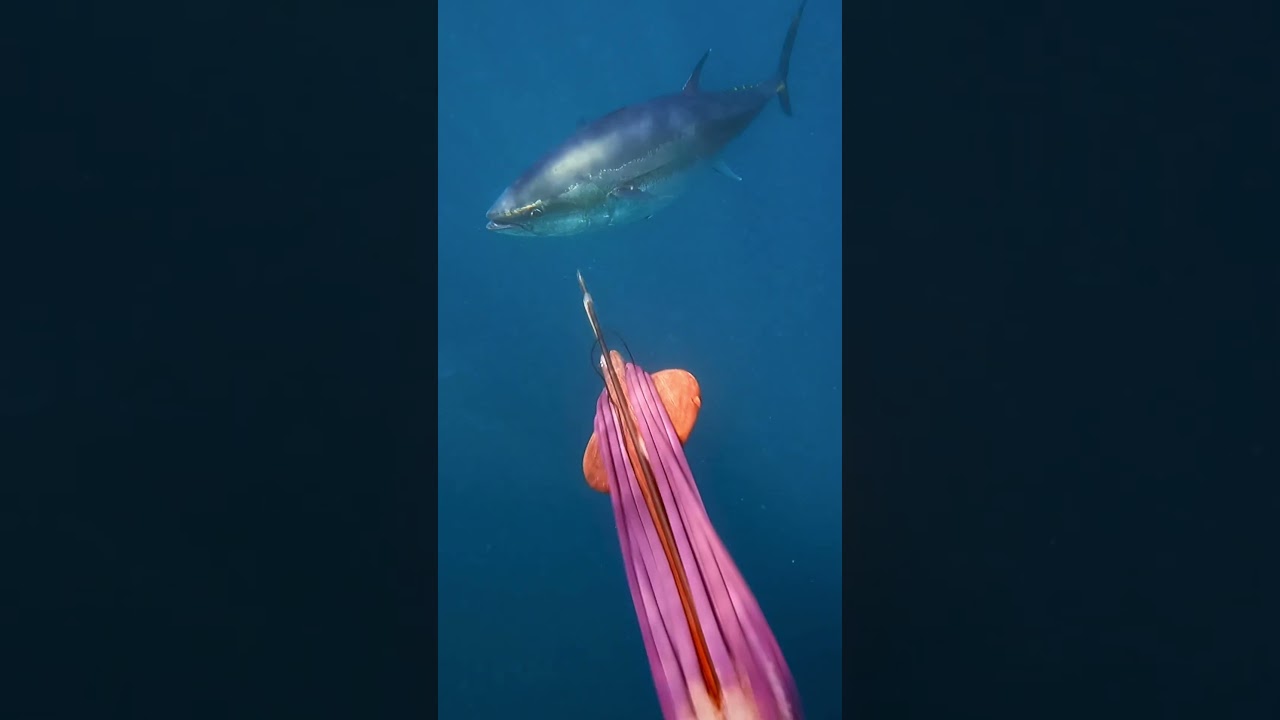 I thought Tuna only comes from sushi train&hellip; 🍣 #ejcadventures #tuna #spearfishing