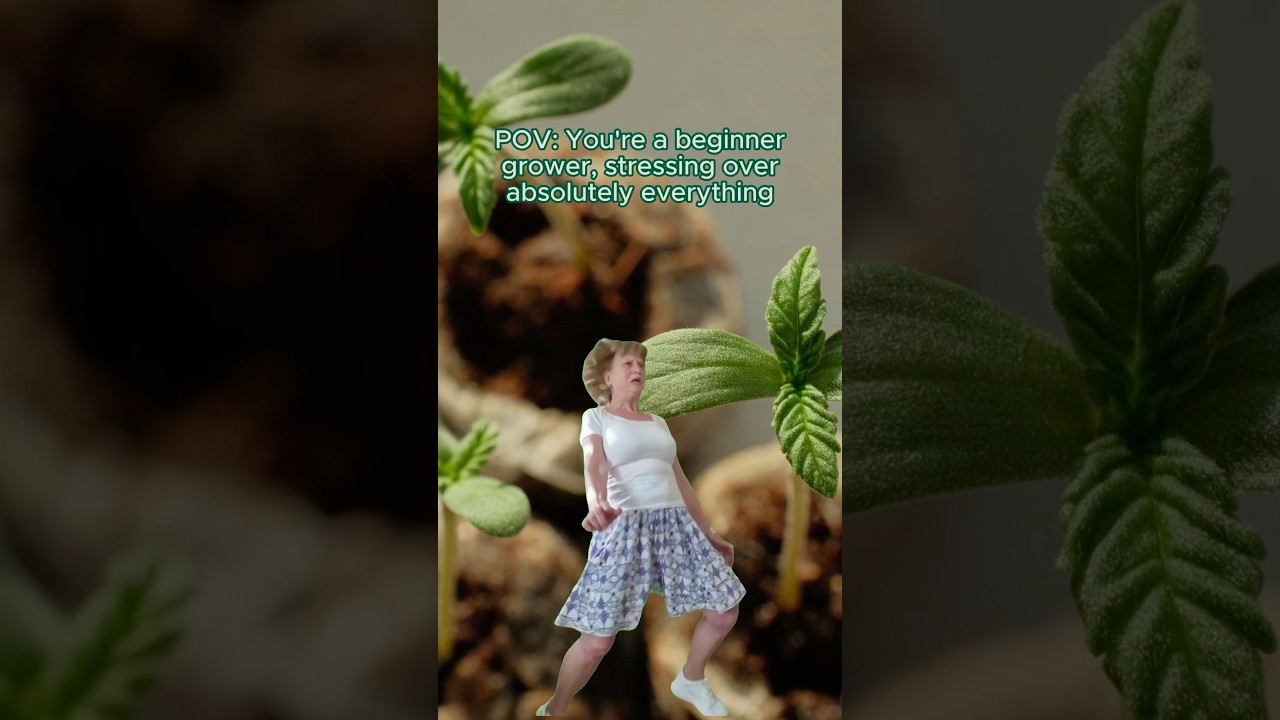Beginner Growers Stressing Over Everything! Royal Queen Seeds Meme 🌱
