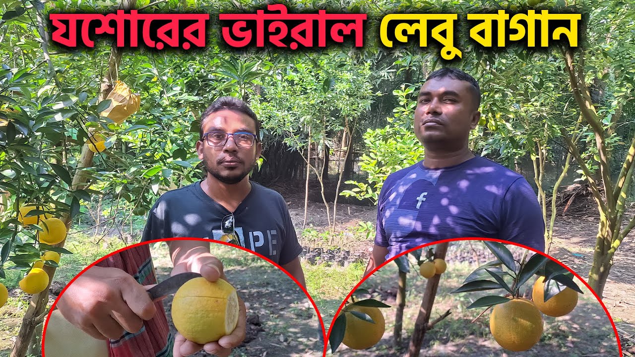 যশোরের ভাইরাল লেবু বাগান | Jashore Lebu Bangan Vlogs | Tithi's Imagine World 2025