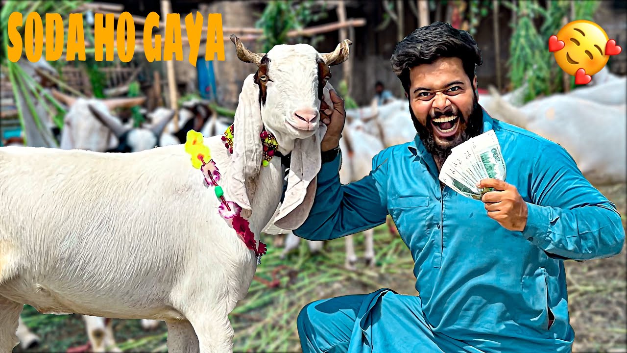 ALHAMDULILLAH APNA BAKRA LE LAYA 🥰 SODA HO GAYA | SYED FAHAD | THE FUN FIN |