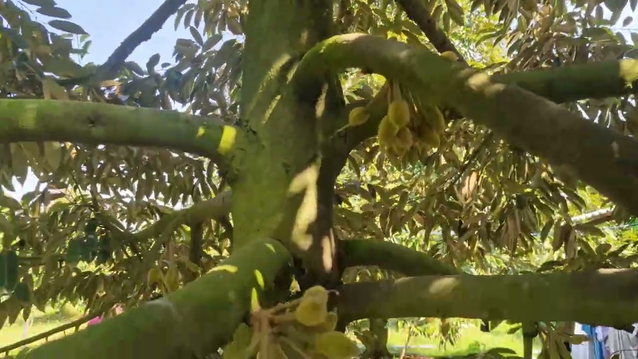 Dàn lá sung đậu trái chạy trái ra sao? Kt 0766411999