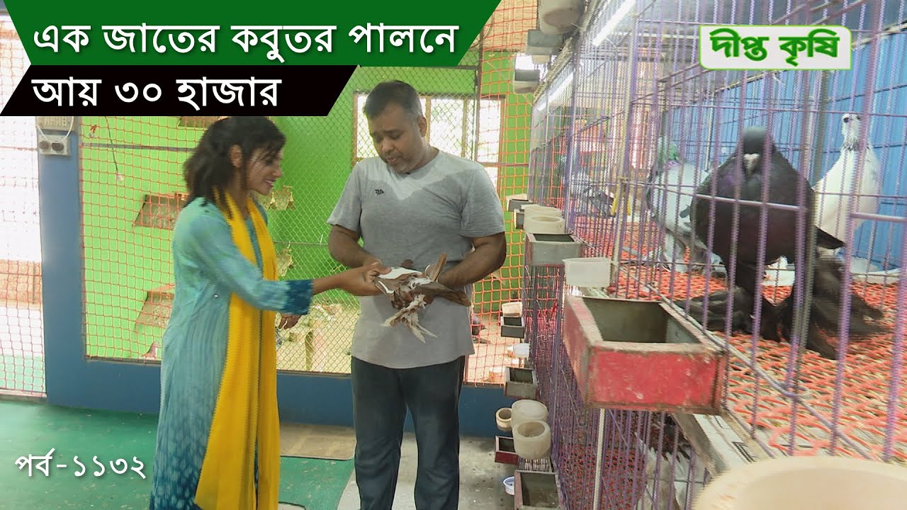 Deepto Krishi/দীপ্ত কৃষি - এক জাতের কবুতর পালনে ঘরে বসে আয় ৩০ হাজার |  মৌলভীবাজার | সিলেট