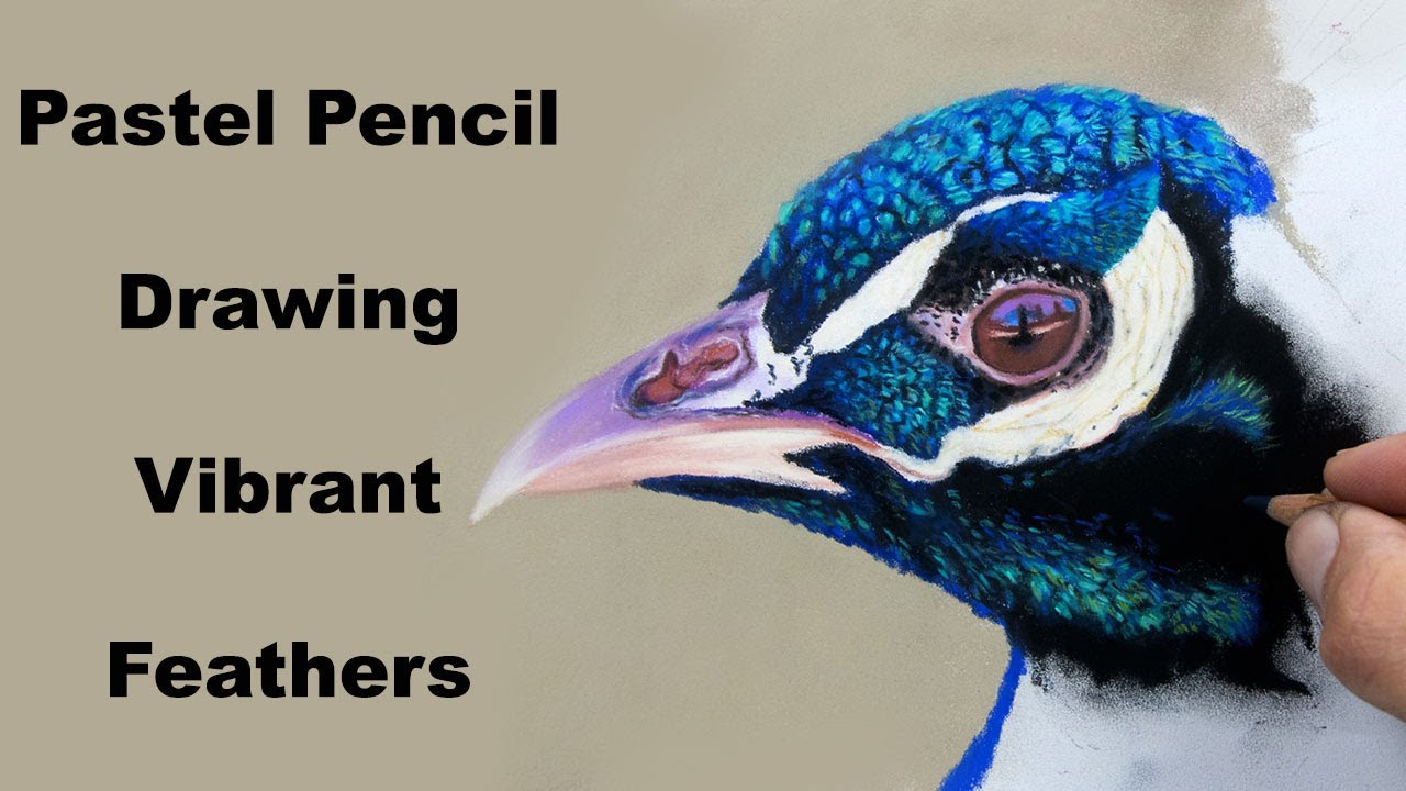Pastel Pencil Lesson Vibrant Feathers, Drawing a Bird! JasonMorgan.co.uk