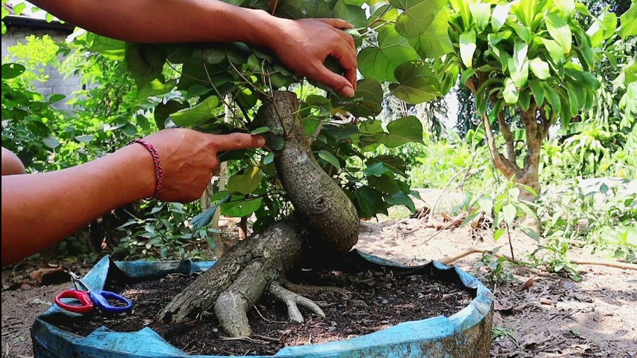 PROGRAM LANJUTAN GERAK DASAR WARU MERAH
